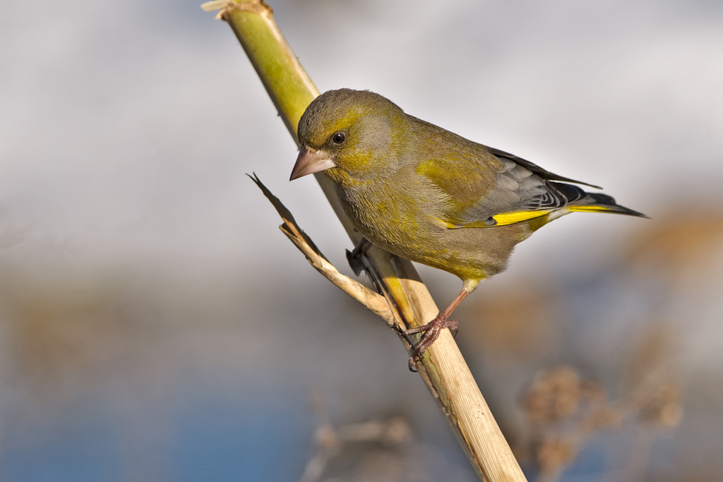 Verdone (Carduelis chloris)